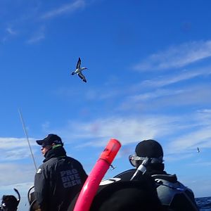 Cape Gannet