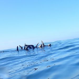 seals cooling off