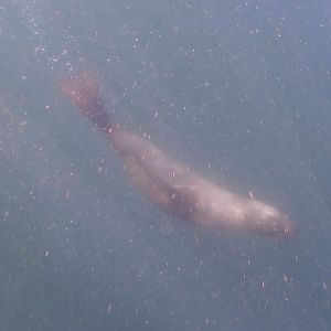 seal in action