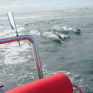 wave riders