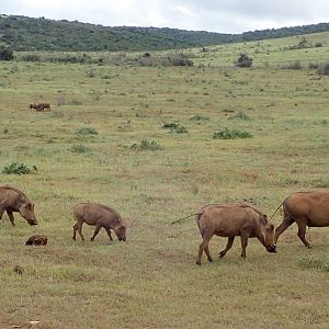 warthogs