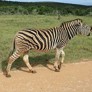 Even zebras have bad days