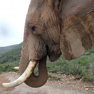 tusker