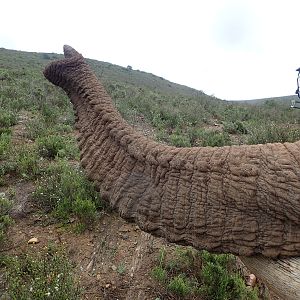 quite a trunk