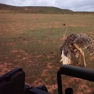 the ostrich dancing for us