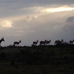 springbok silhouette