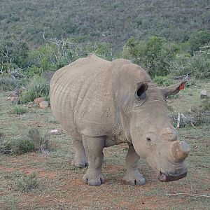 rhino