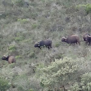 cape buffalo