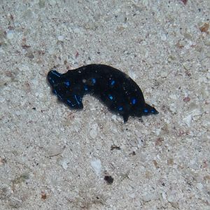 Sea slug