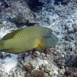 Napoleon Wrasse