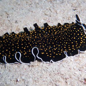 Gold dotted flatworm