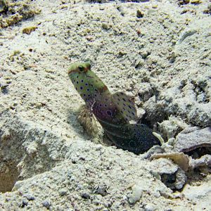 Luther’s shrimp goby?