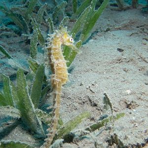 Thorny seahorse