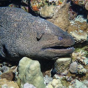 Giant Moray
