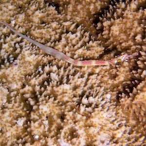 Blackbreasted pipefish