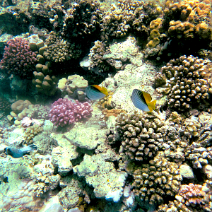 Threadfin butterfly fish and a grumpy Gus (aka masked puffer)