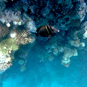 The friendliest fish you ever saw