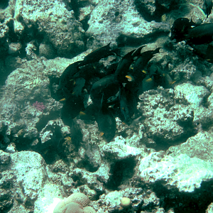 We could never decide what kind of fish these are