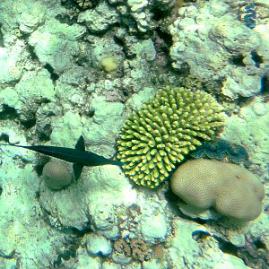 Clams, fish, and coral