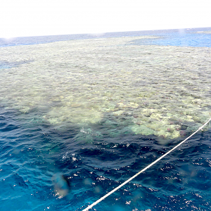 Surface view of a reef