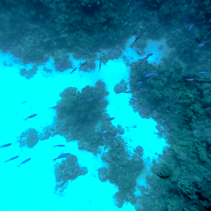 More tiny little fishies