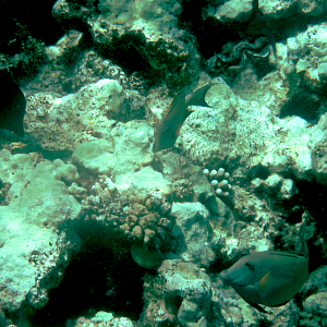 Not a yellowtail surgeonfish