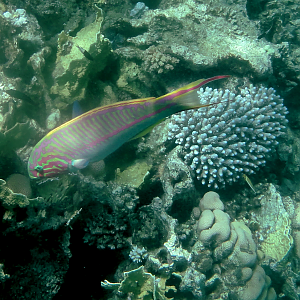 Klunzinger's wrasse