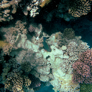 Not sure what this guy is