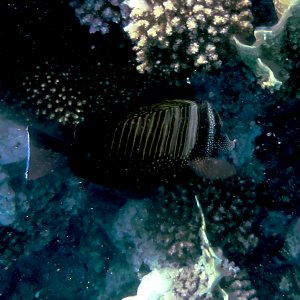 Close-up of my super friendly fish buddy