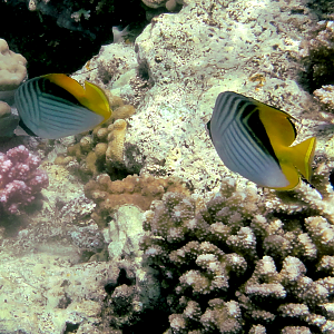 Threadfin butterfly fish