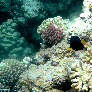 Yellowtail surgeonfish