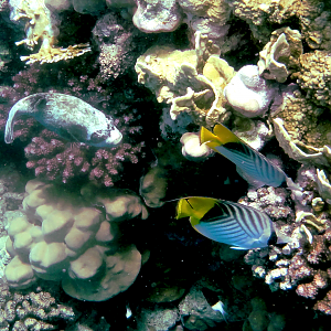 Threadfin butterfly fishes and a masked puffer (part 2)