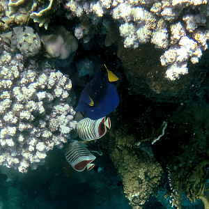 Yellowtail surgeonfish and crown butterfly fish
