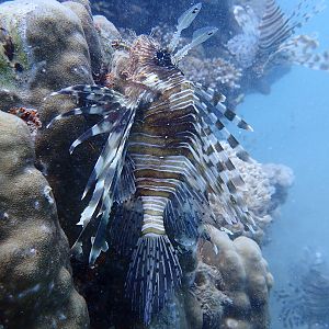 Lionfish