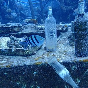 Fish knocks bottle off surface at wreck