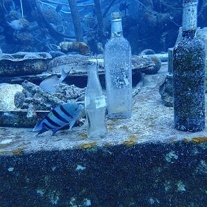 Fish knocks bottle off surface at wreck