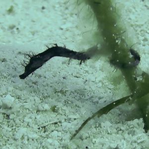 Sea Dragon One