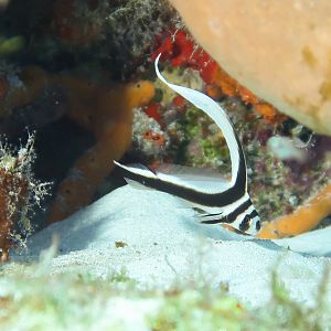 Juvenile Spotted Drum on Patrol