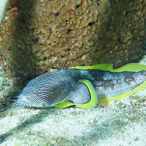 Splendid Toadfish 1A