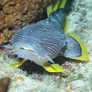 Splendid Toadfish Excursion 1B