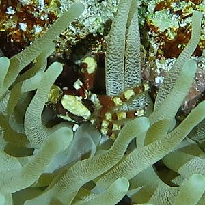 Anemone Crab