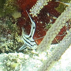 Tophat Drum Juvenile