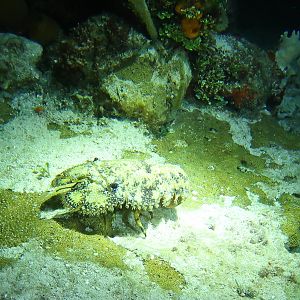 Slipper lobster