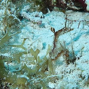 Sea Dragon Two