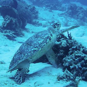 Turtle heading upcurrent while eating