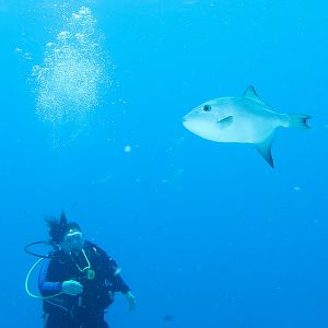 Ms KJenn Dives
