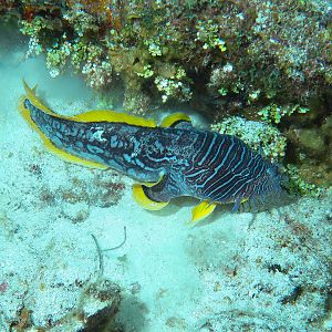 Splendid ToadFish Excursion