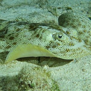 Night hunting ray