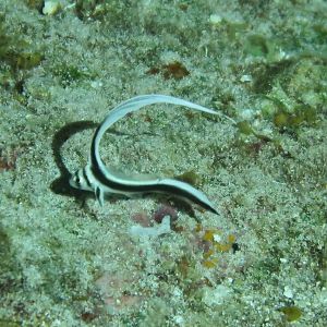 Juvenile Spotted Drum 2