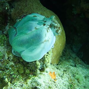 Octopus One Enveloping